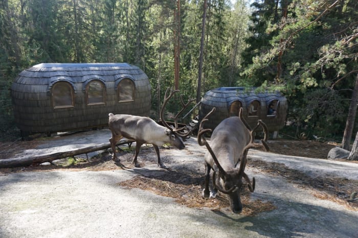 Igluhuts in Nuuksio Reindeer Park