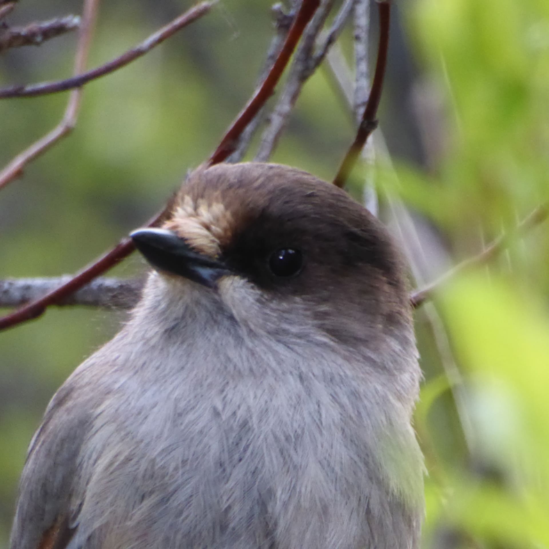 Siberian Jay in summer time.