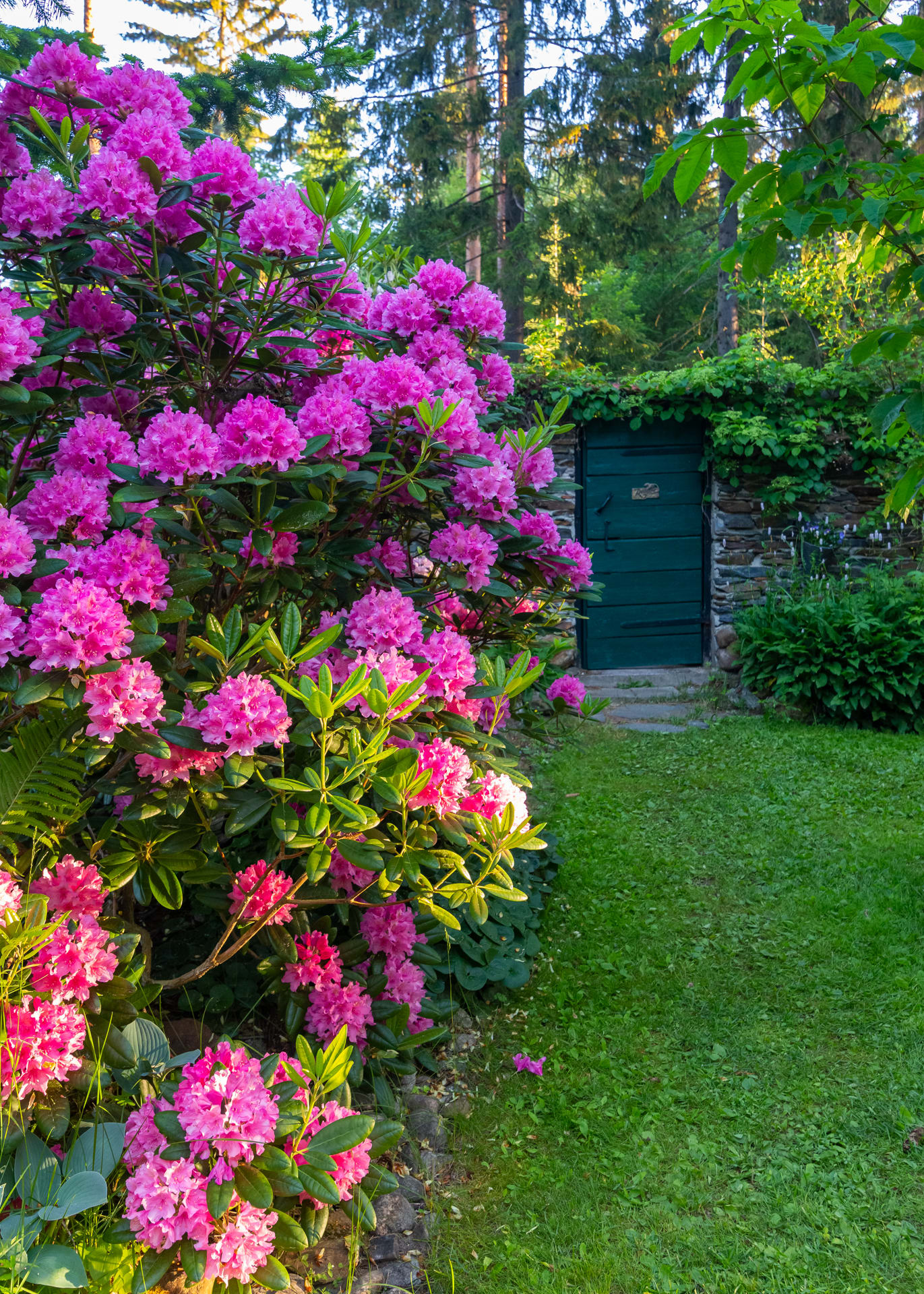 pink rhododendron in the front and a stone entrance wall in the background
