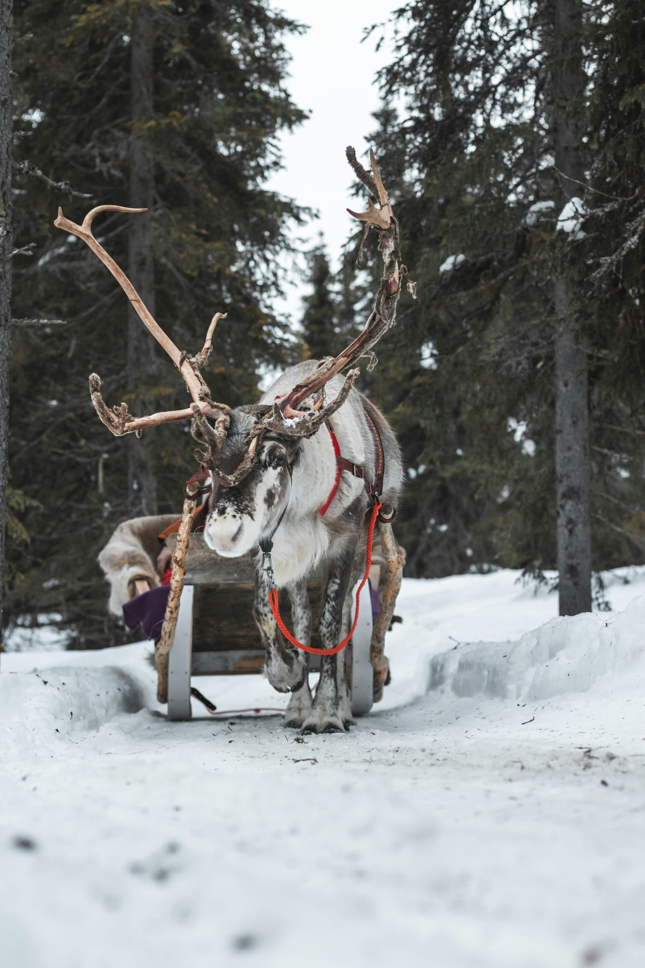 Reindeer sledding farm tour