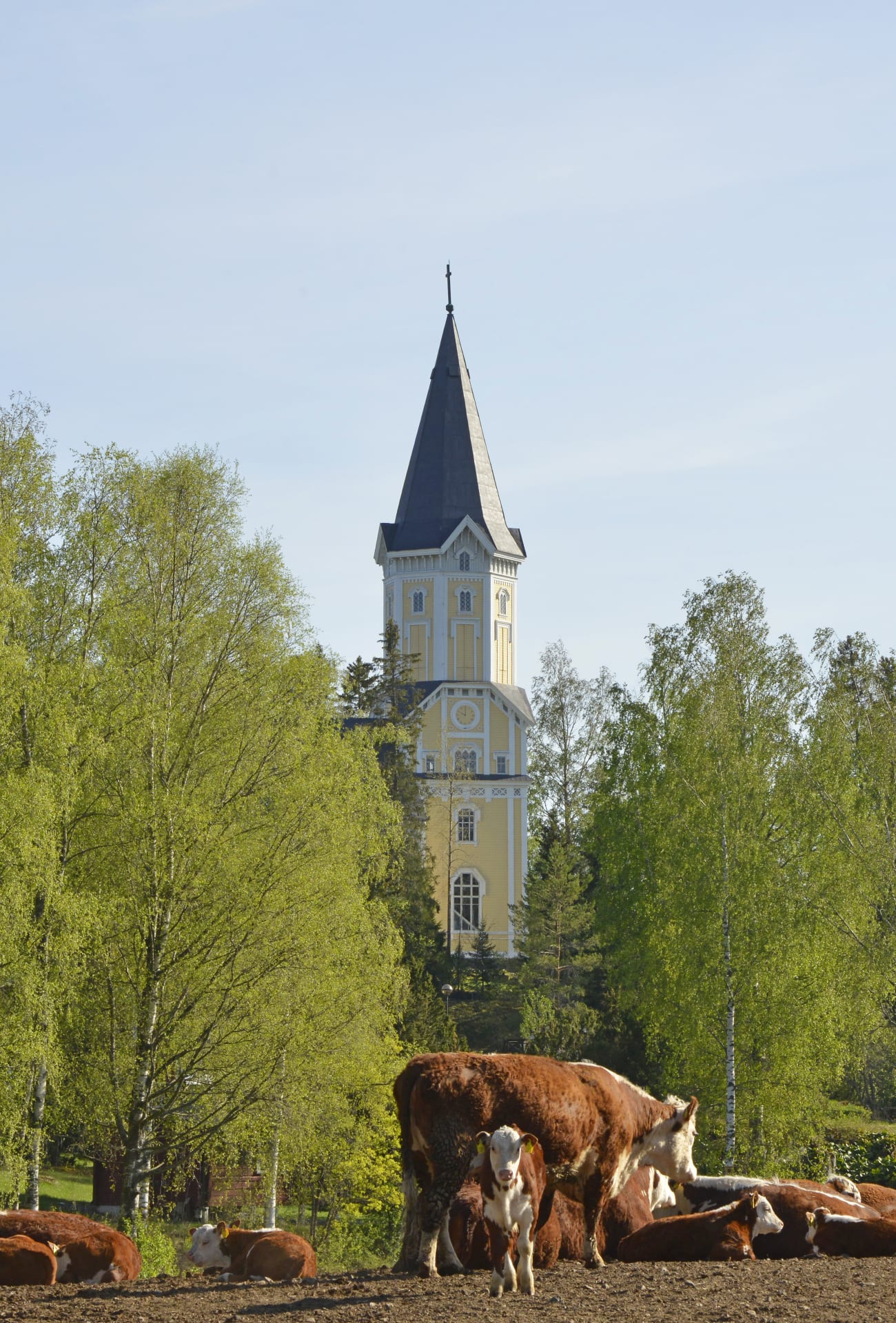 Cows resting, the church of Siikainen in the background