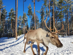 Rödsön Poro-Pirtti