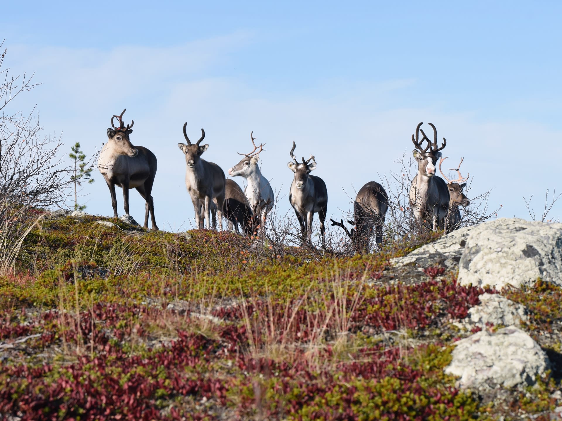 Autumn day with reindeer