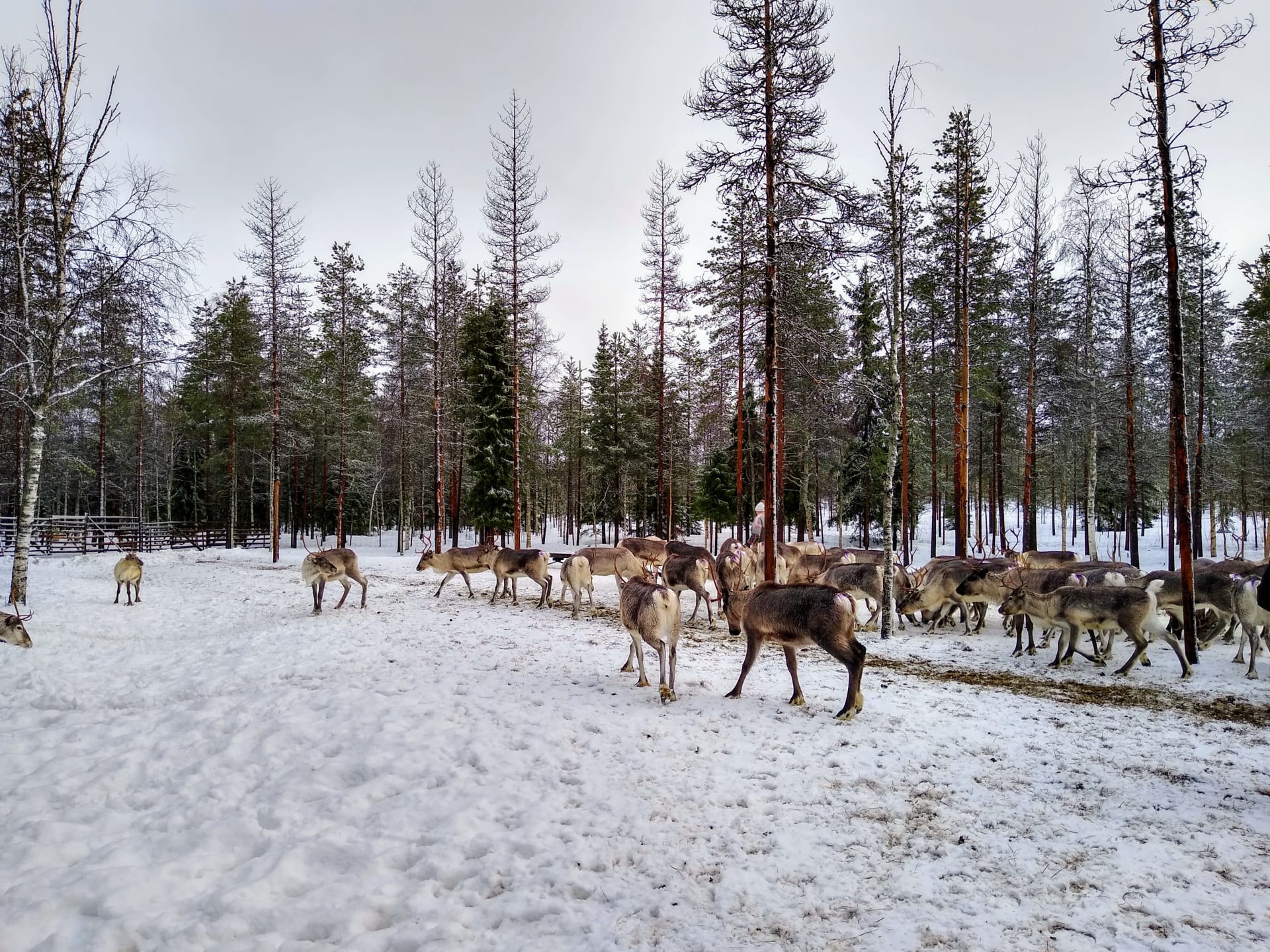 Vaara reindeer farm visit in Ranua, Finnish Lapland