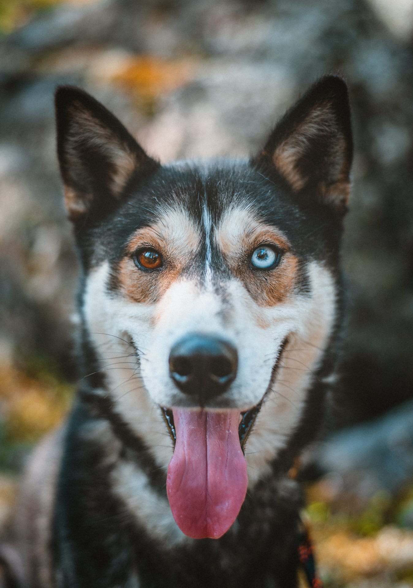 Siberian Husky