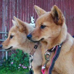 Finnish Spitz
