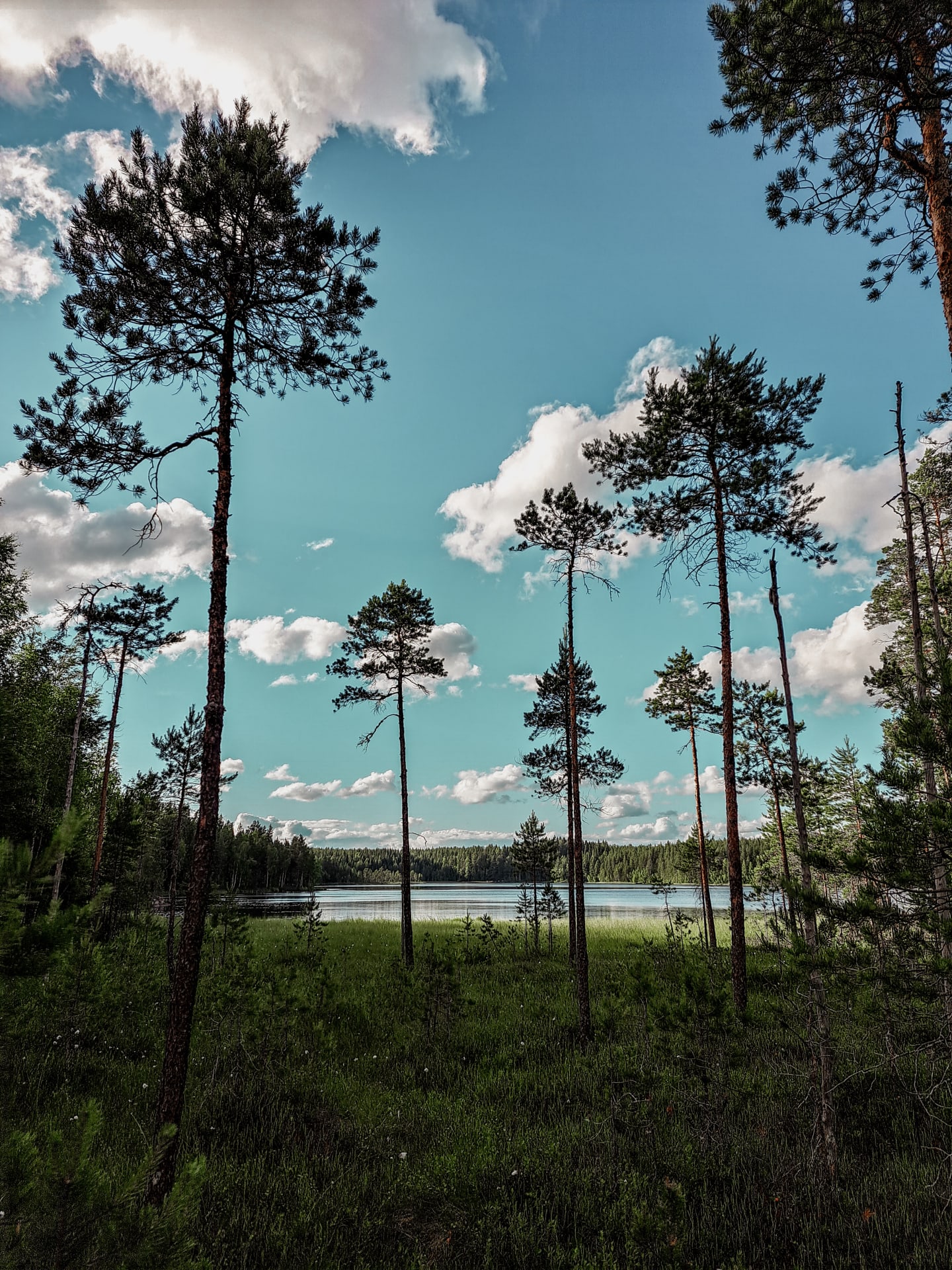 Suoalue järvinäkymällä Riuttaskorven virkistysmetsässä Ylöjärvellä