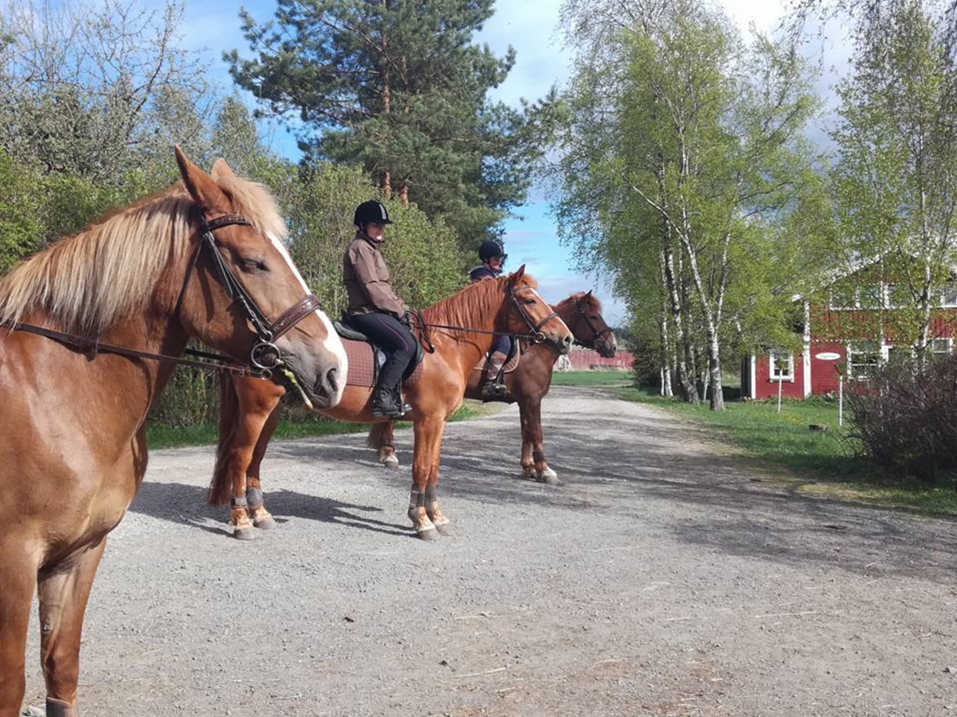 Finnish horses.