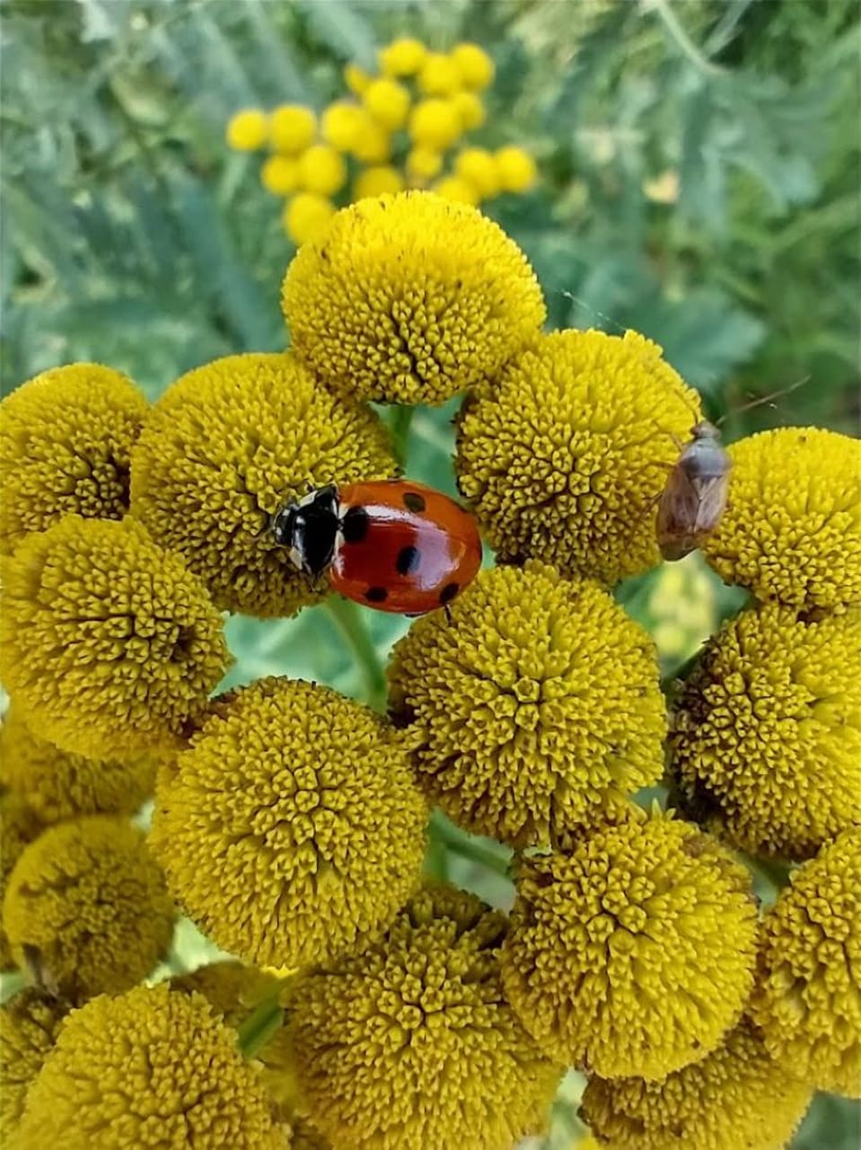ladybird with yellow flower