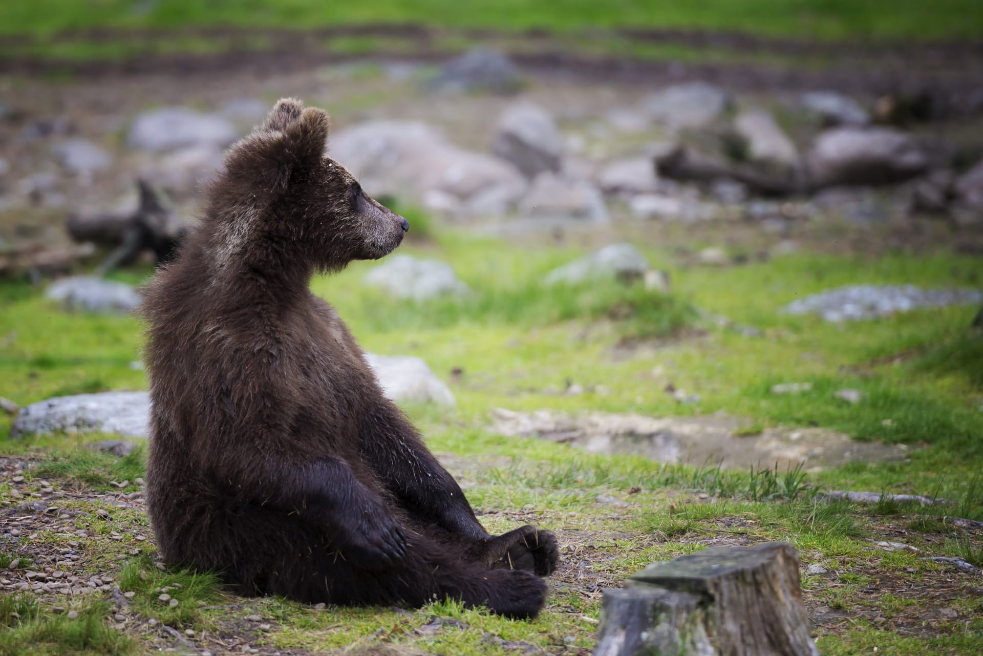 Wild Brown Bear