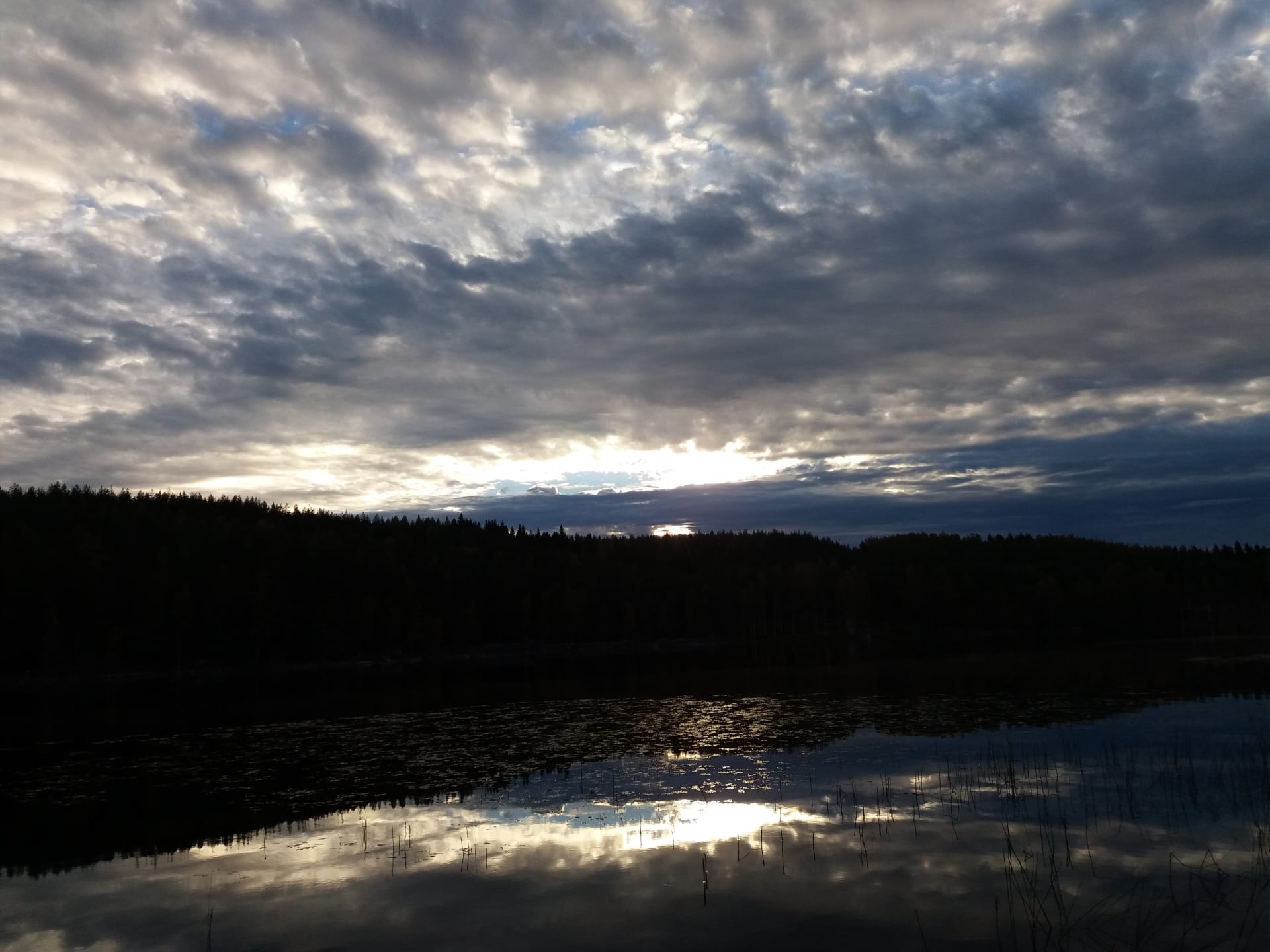 Evening in the Forest