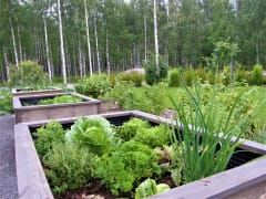 Erilaisia kasviksia ja marjapensaita keittöpuutarhassa..