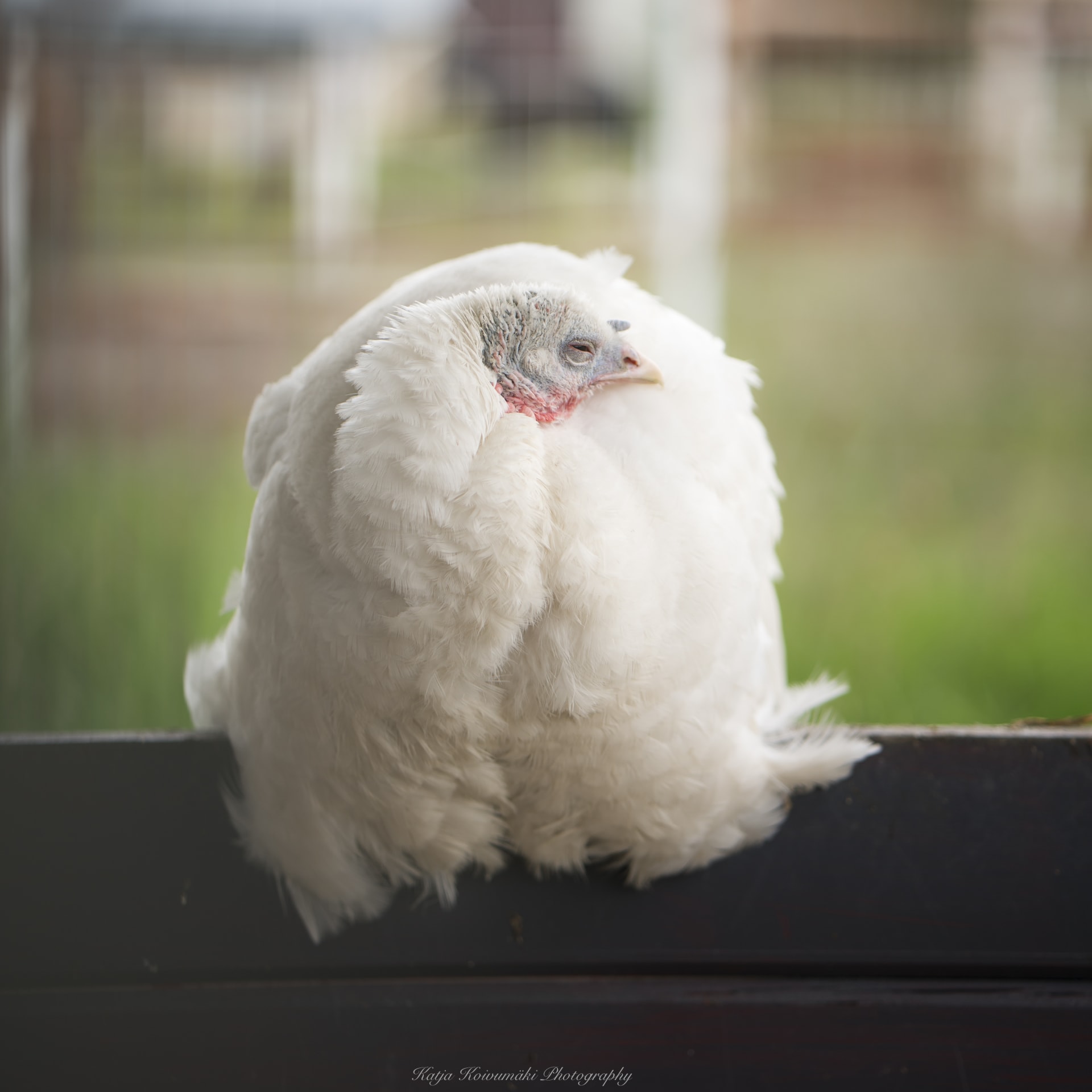White Turkey