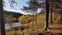 Ruskan väreissä hehkuvat koivut kaunistavat jokivartta. Joella kulkee pitkä moottorivene, jonka kyydissä on ihmisiä.Nice birches are in autumn colours by the river. There is people in a motorboat which is on the river. Photo:Kirsi Ukkonen