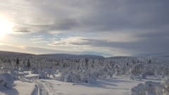 Tykkylumiset puut tunturissa, jota halkoo moottorikelkan jättämä ura. There is lot of snow on the trees. Snowmobile trail goes between the trees.Photo: Kirsi Ukkonen