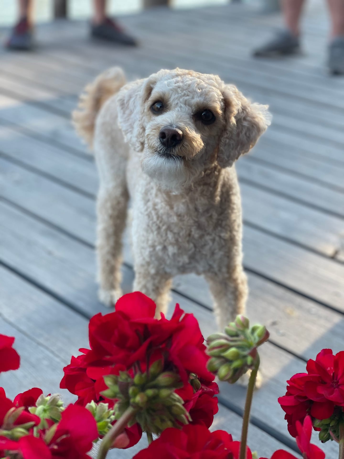 A curious little dog stands out against a blurred background on a wooden deck, with vibrant red flowers in the foreground, capturing a moment of endearing interest.