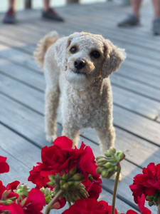 A curious little dog stands out against a blurred background on a wooden deck, with vibrant red flowers in the foreground, capturing a moment of endearing interest.