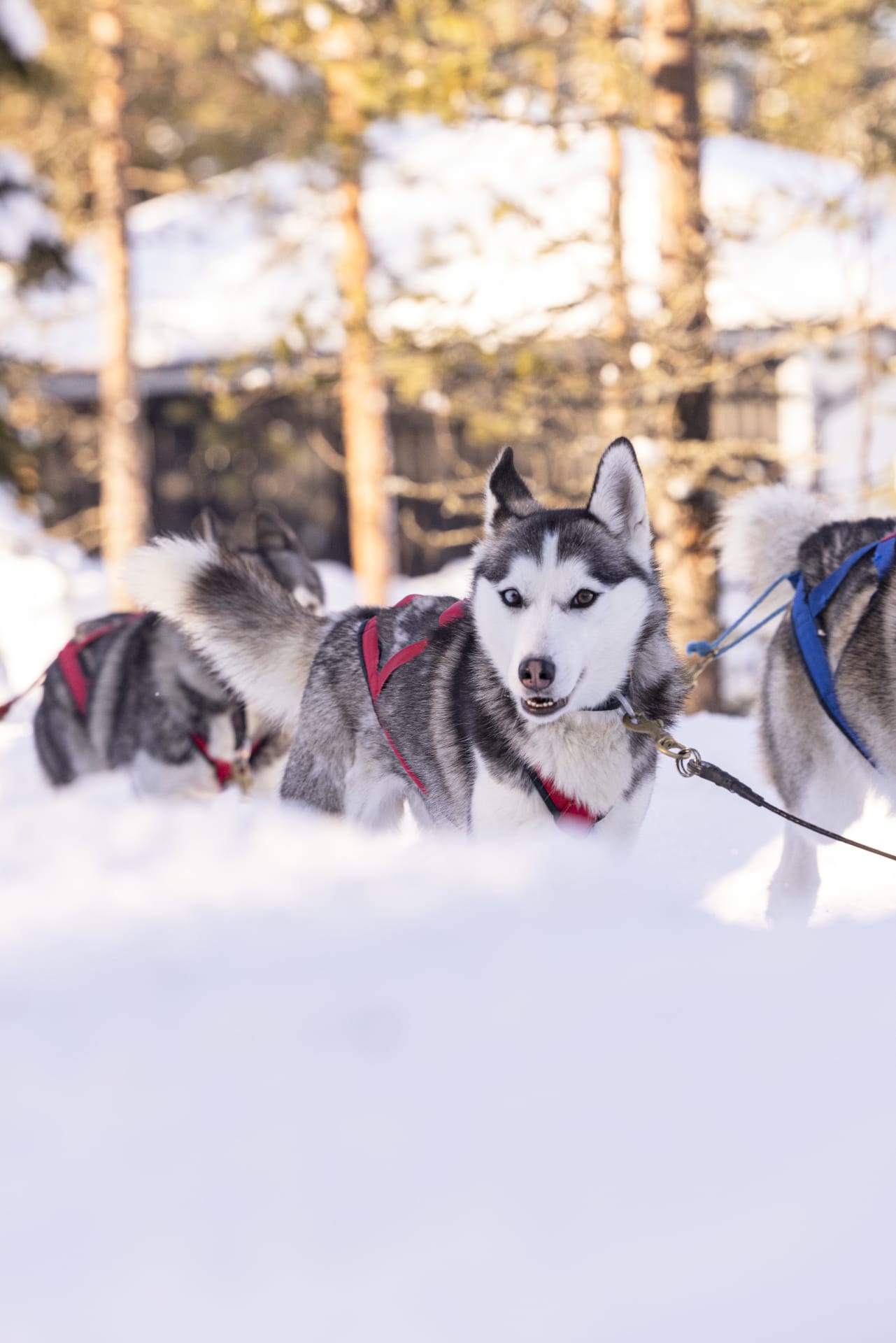 Siberian Husky
