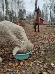 Lastenmaatila Pikkupiha