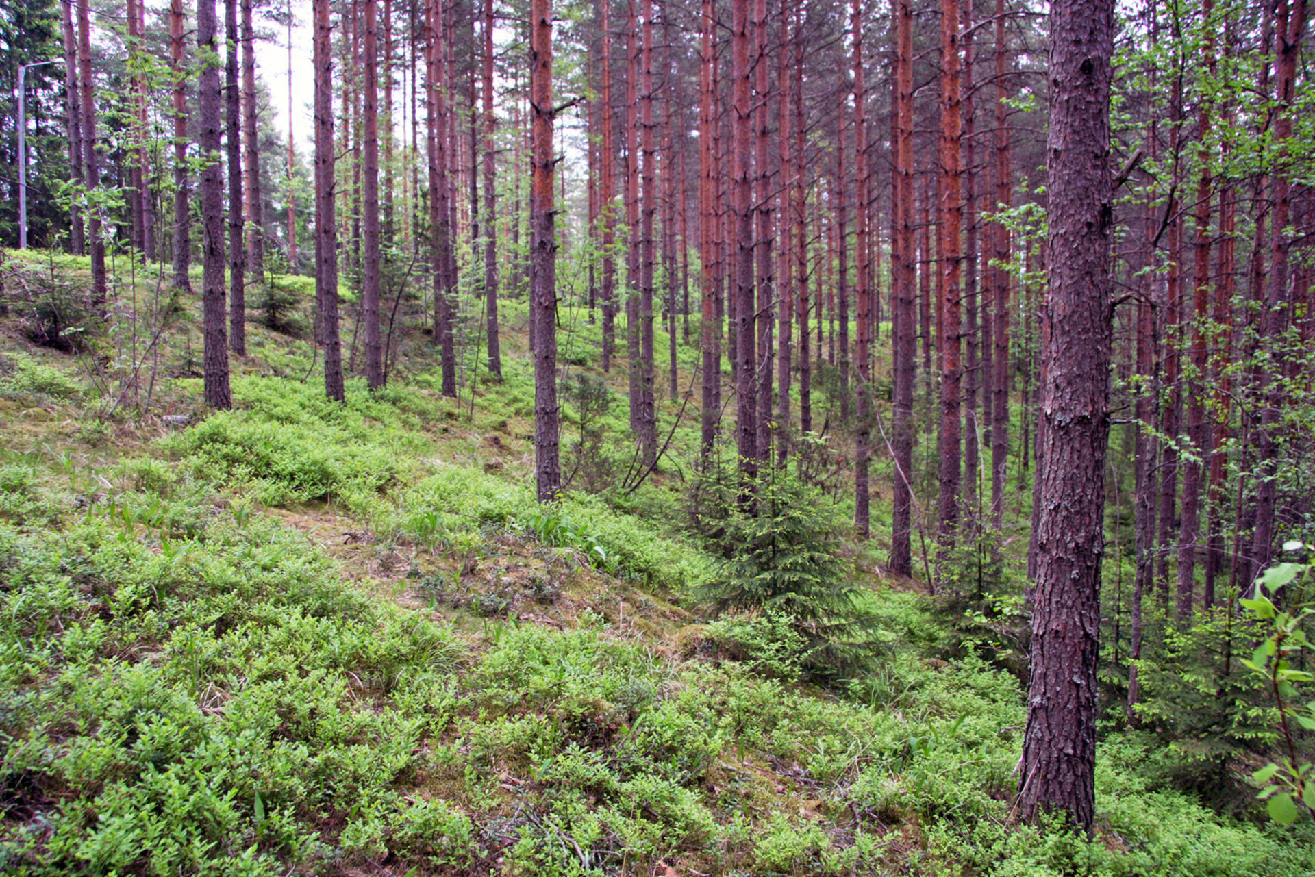 Forest scenery from Ylöjärvenharju Esker