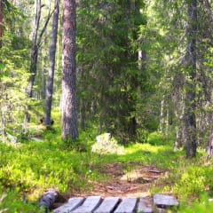 Taianomainen metsäseikkailu