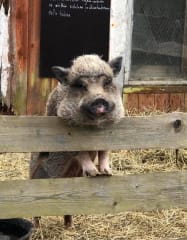 Sankilan kartanon kotieläinpiha