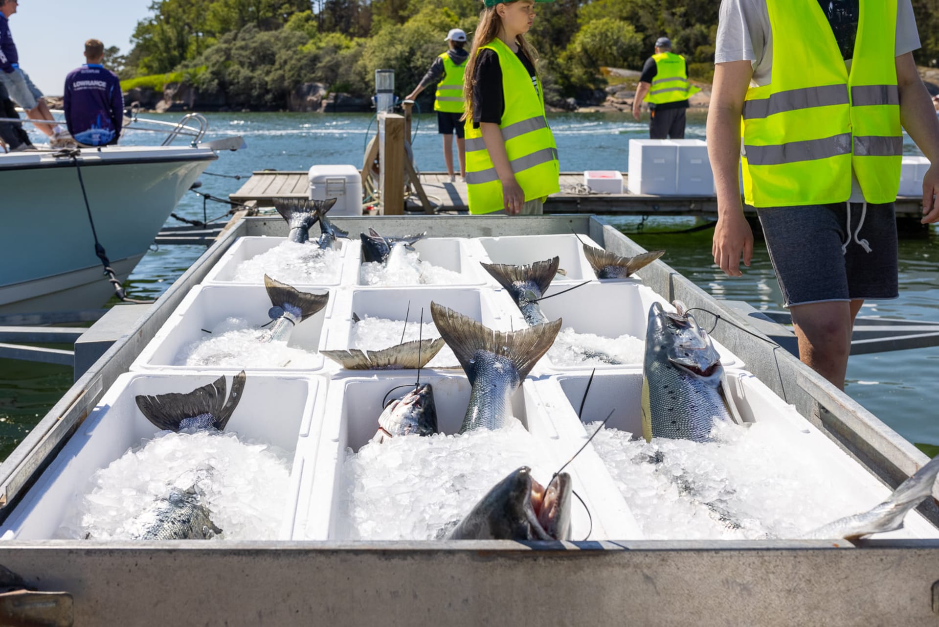 Bringing in fishes