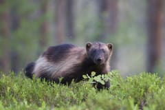 Wolverine at Boreal, Viiksimo