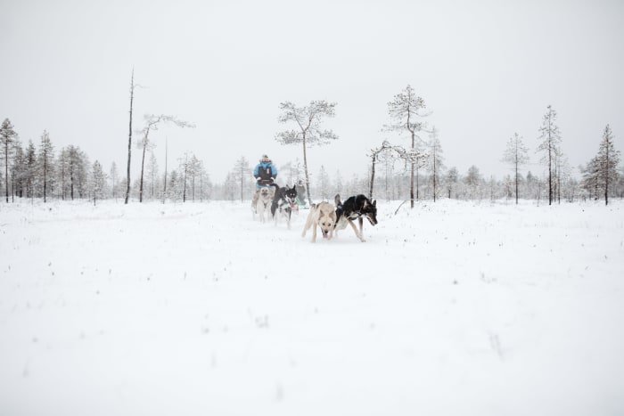 Dog Sledding tour in a snowy finnish scenery