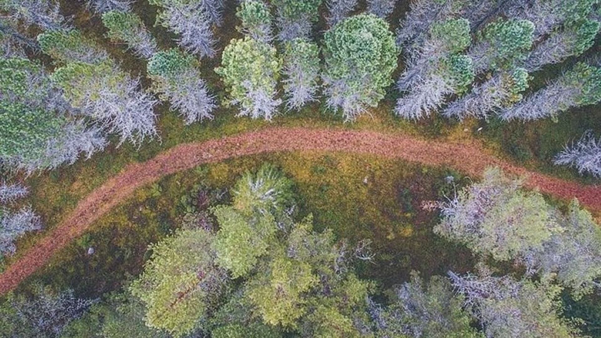 Trip to Auttiköngäs Nature Trail