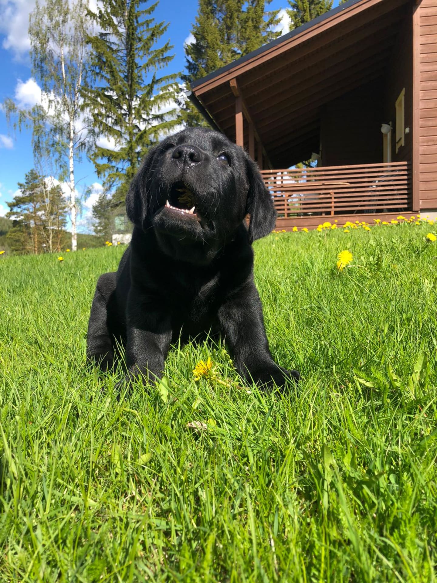 Owner's dog Niilo sunbathing in front of Puustilanranta cottage.