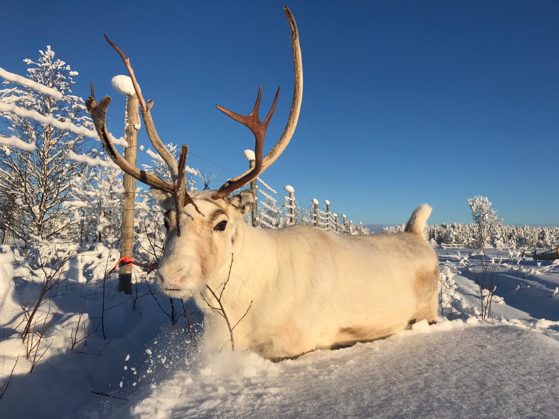 Reindeer Sleigh Ride | Visit Finland