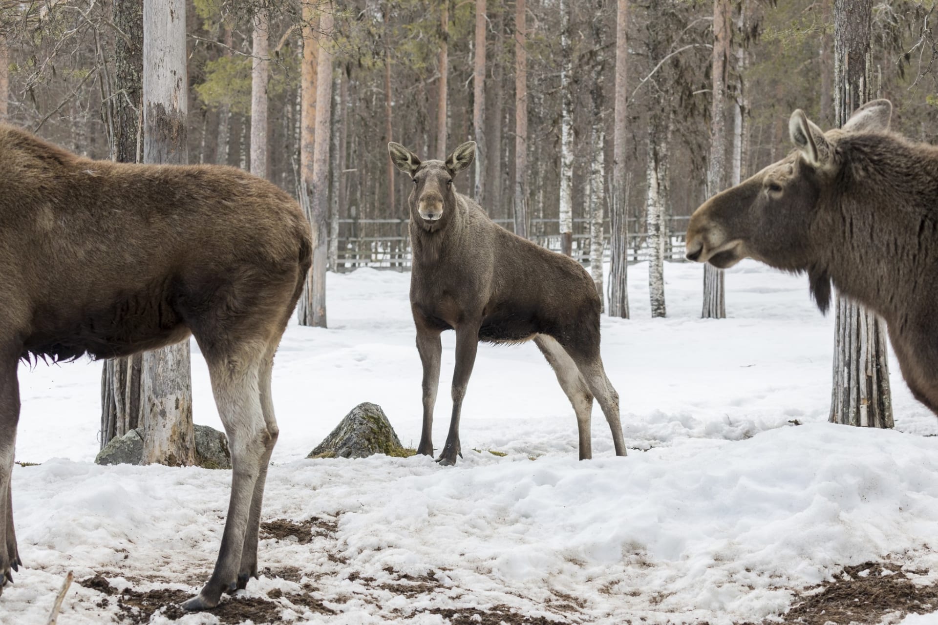 Ranua Wildlife Park - Animals