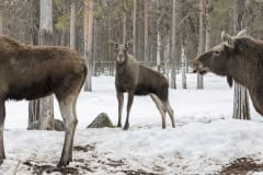 Ranua Wildlife Park - Animals