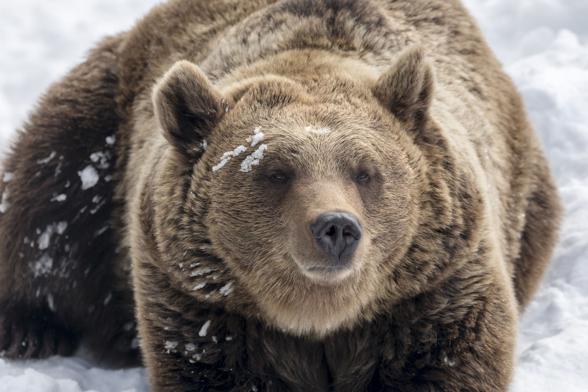 Ranua Wildlife Park - Animals