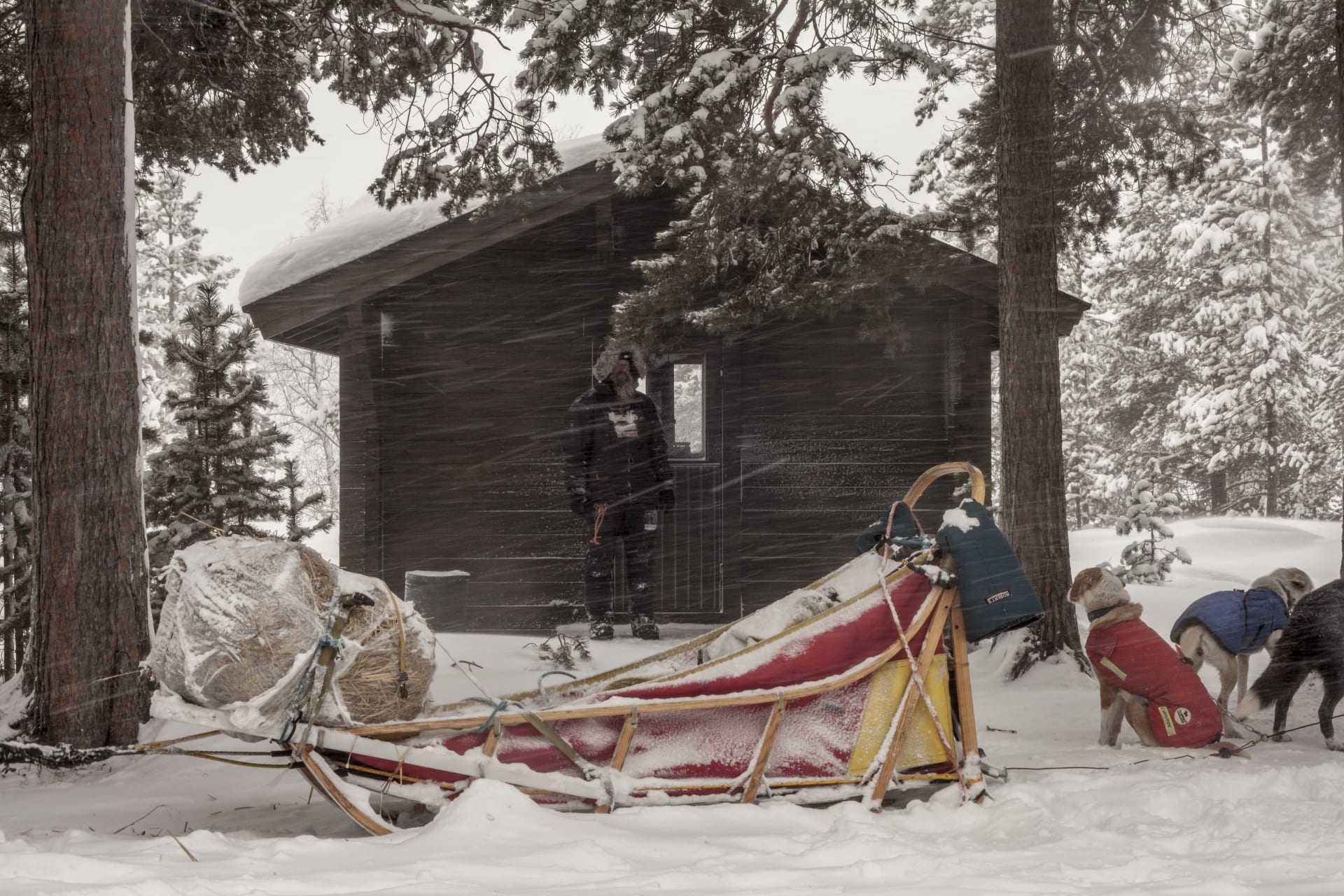 Cottage in the snowy forest