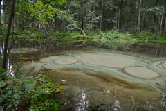 Lähde metsän keskellä. Kuva: Terttu Hermansson