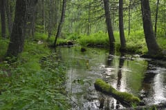 Lähde metsän keskellä. Kuva:Terttu Hermansson