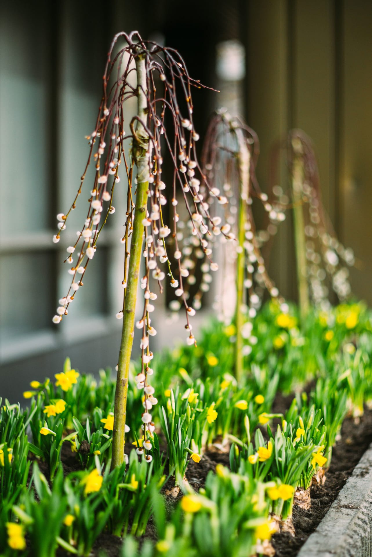 Spring is coming!