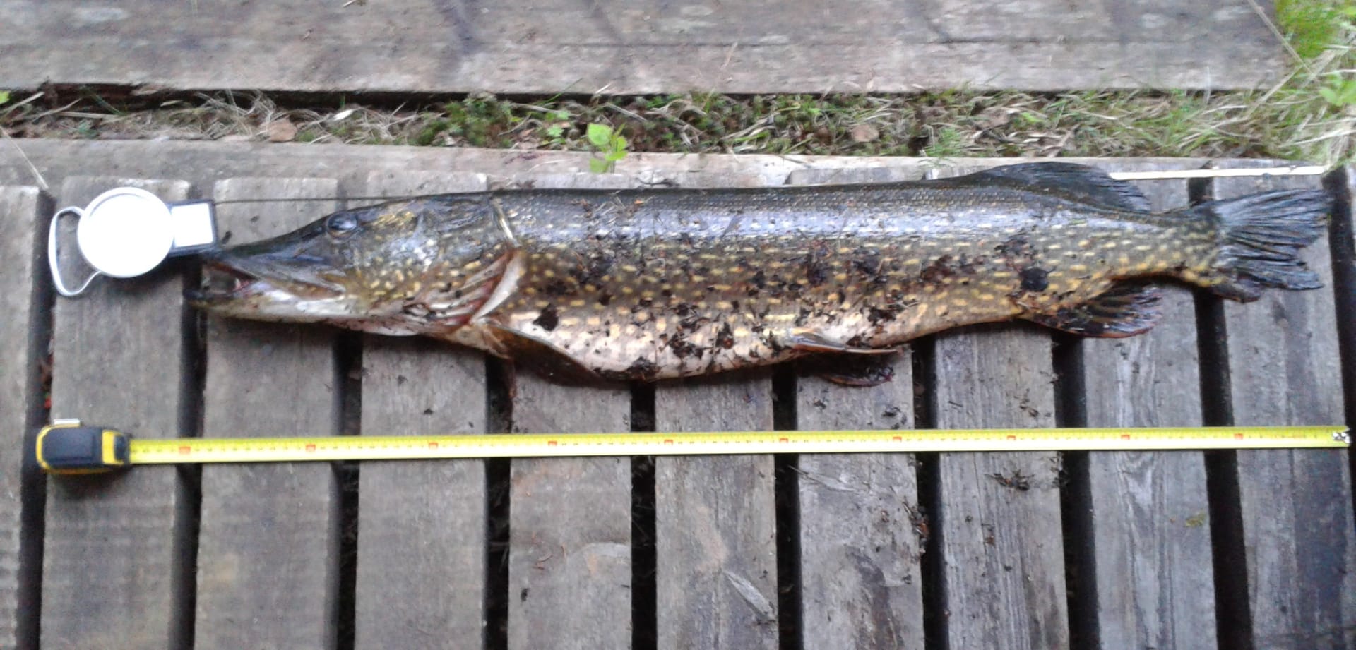 Around 9 kilos this one...