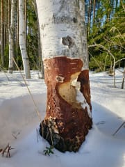 Perheretki Majavan Maille