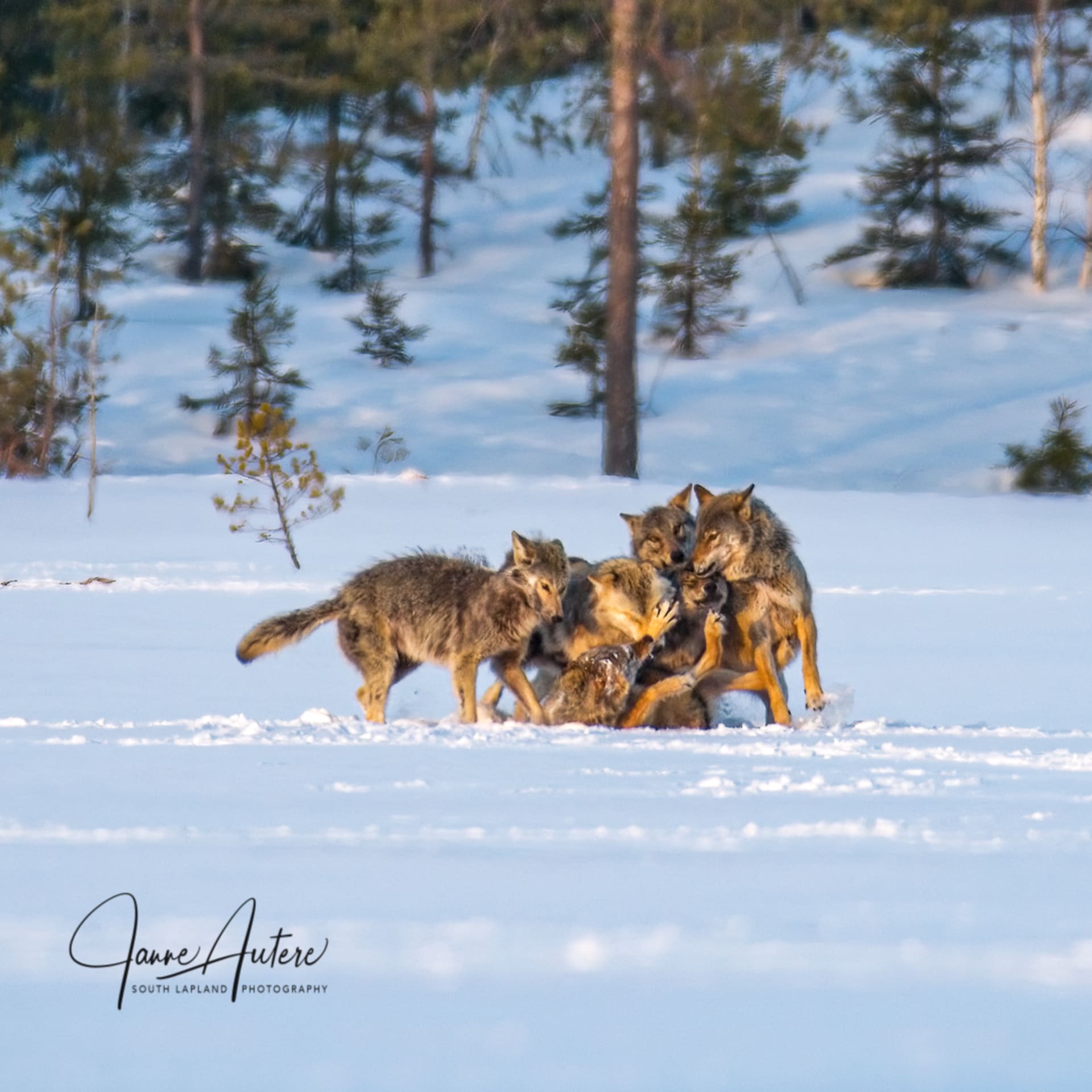 Arctic wolf and Auroras - Wolf photographing in winter