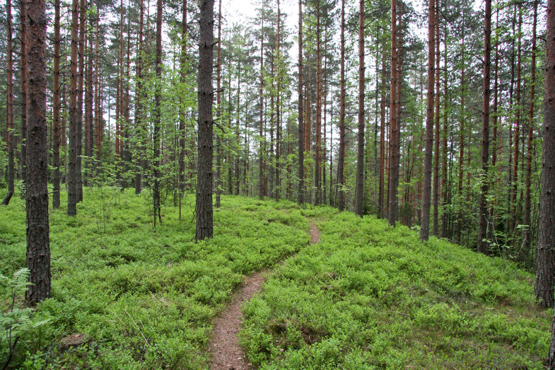 Forest scenery from Ylöjärvenharju esker
