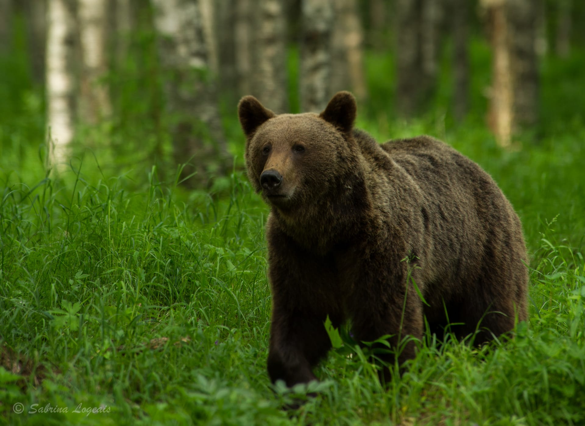 Taiga Spirit, bear watching