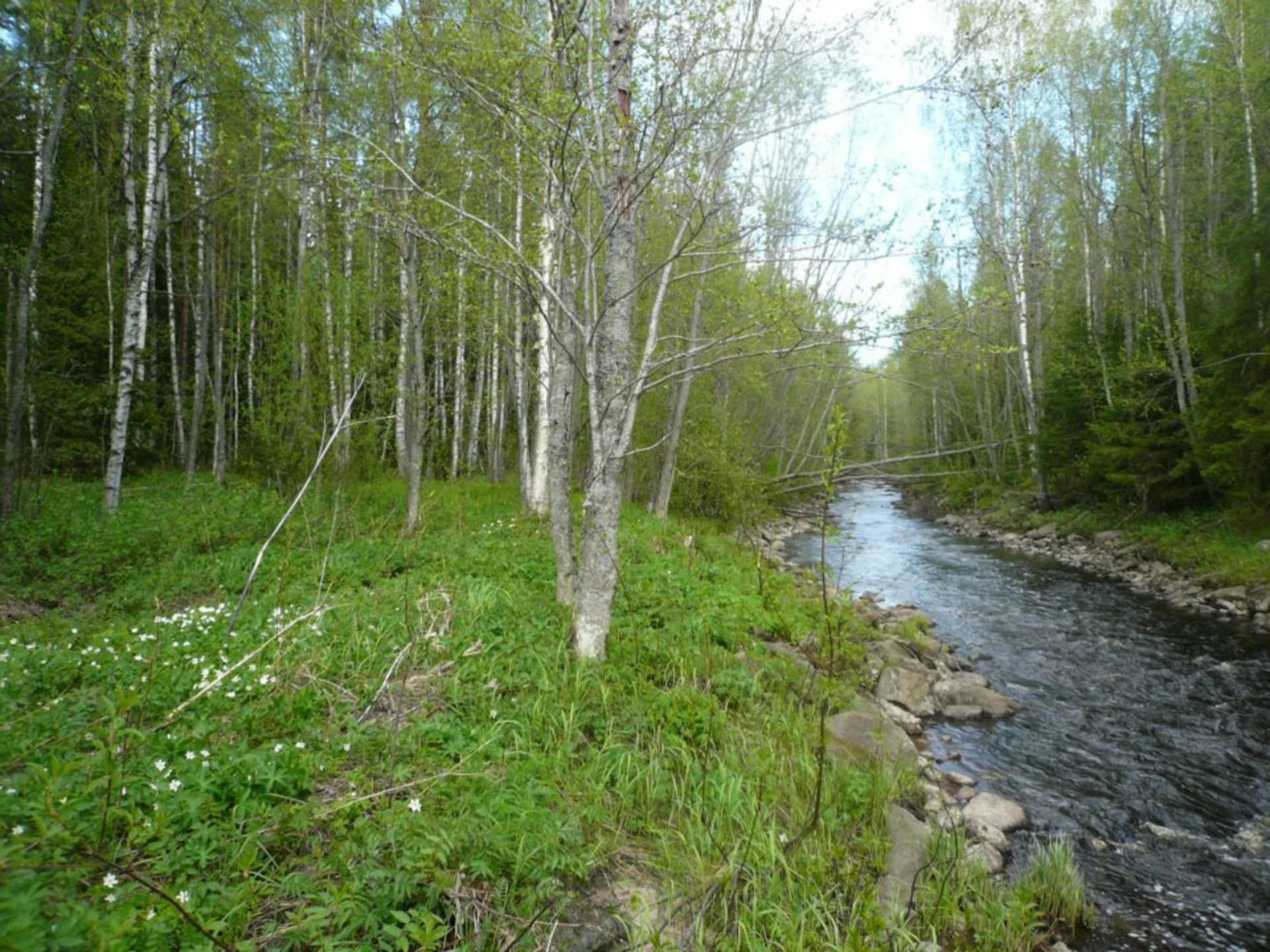 Peacefull nature