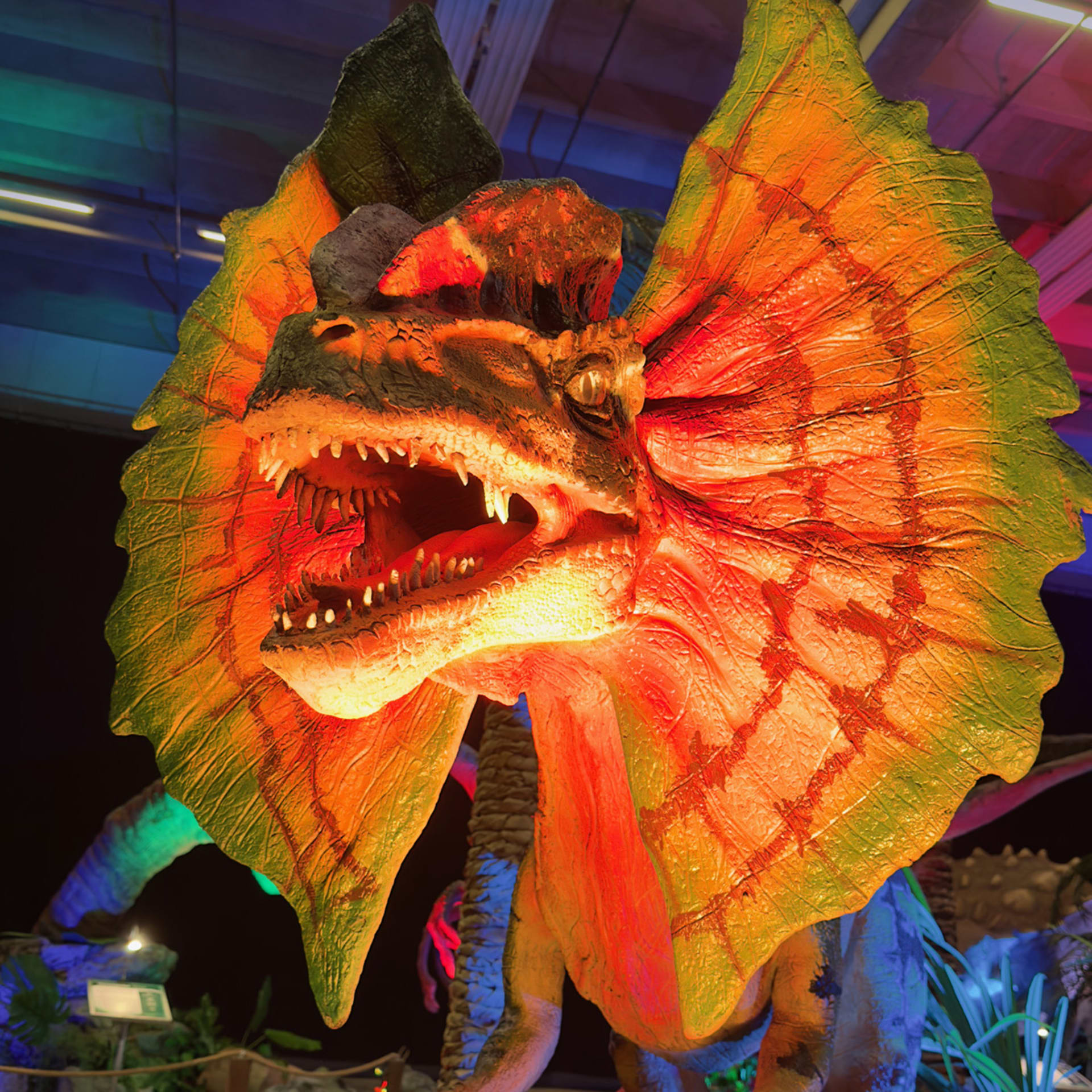 Dilophosaurus