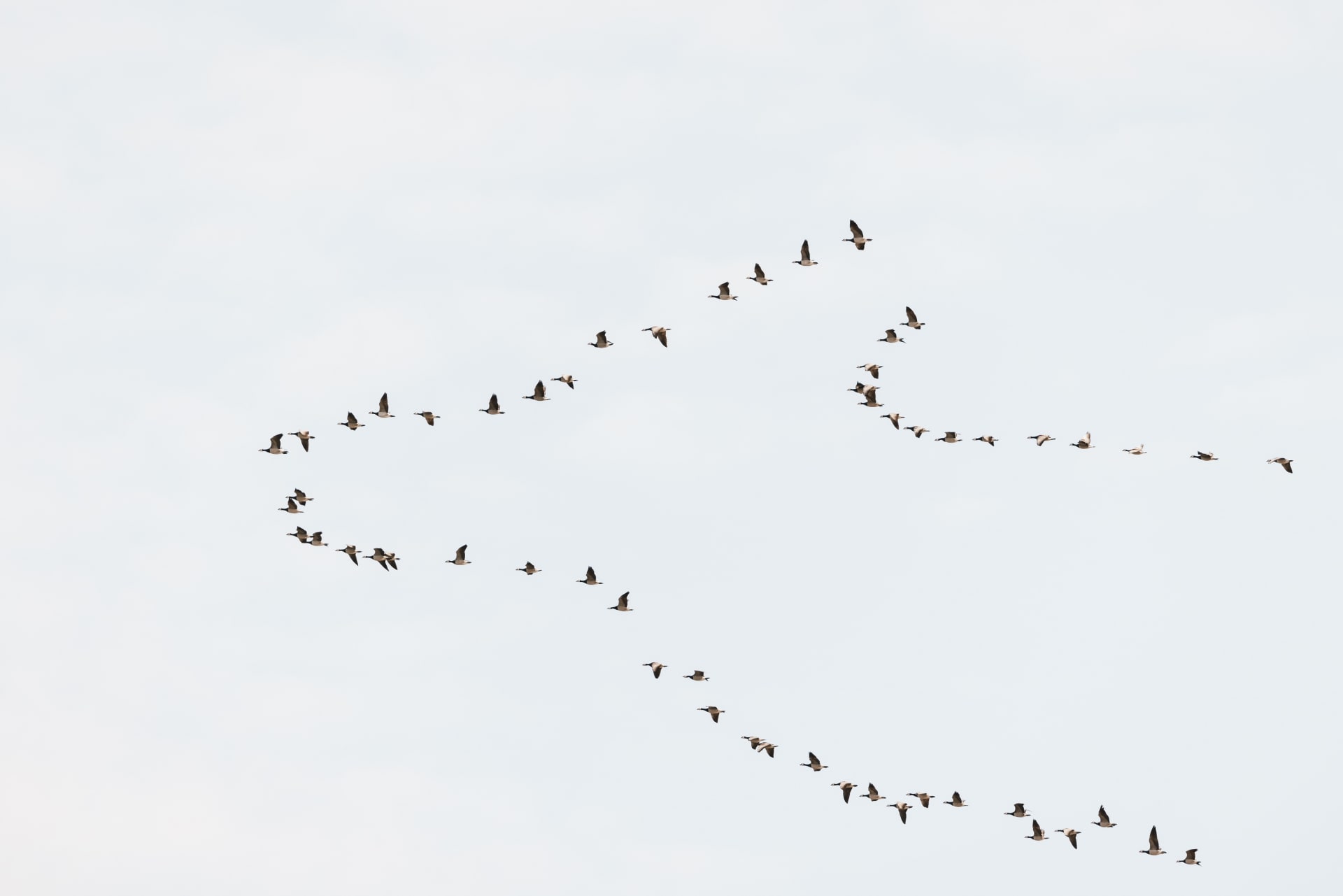 Migration of Arctic Birds in Virolahti