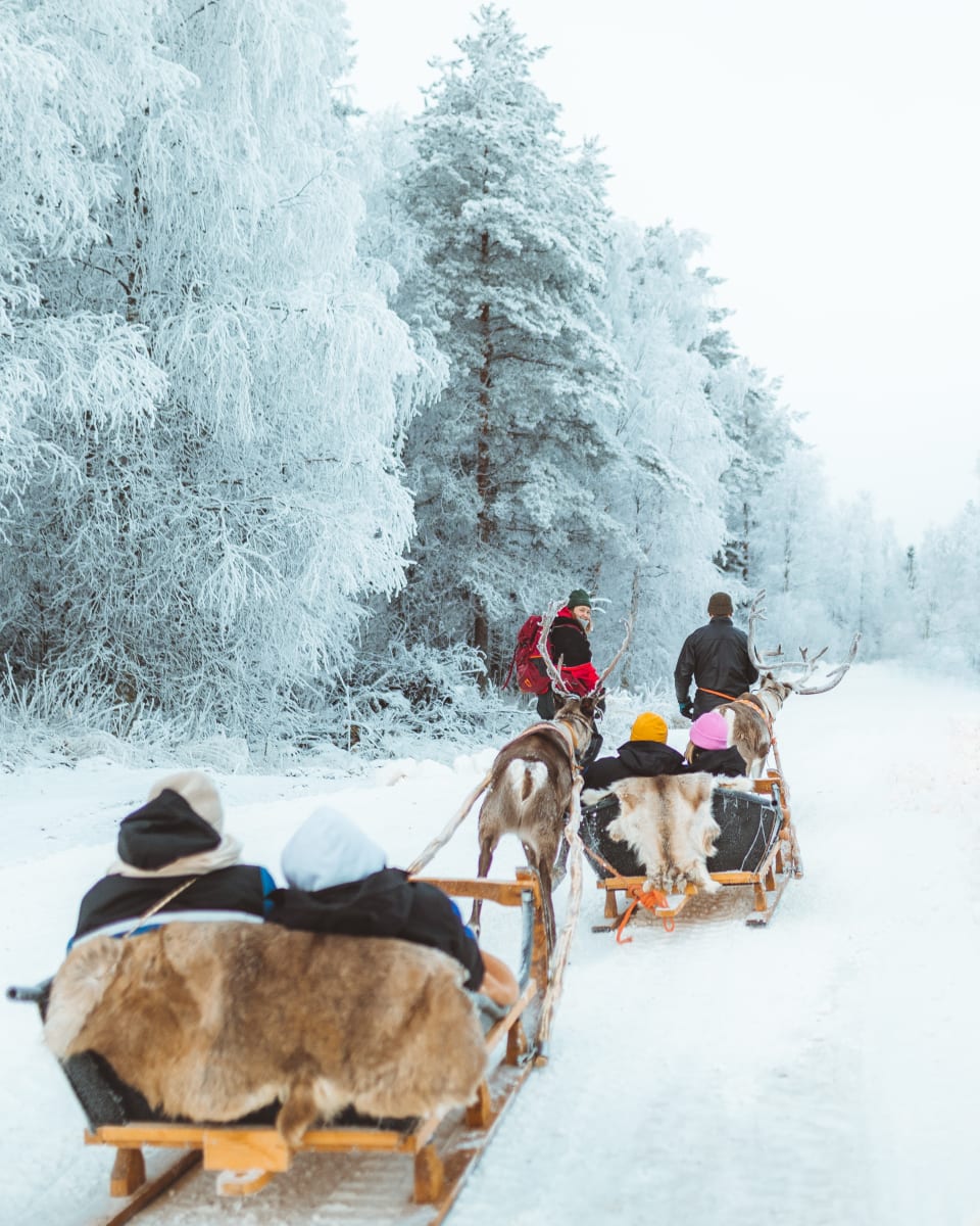 November With Arctic Animals In Apukka Resort Rovaniemi 2 Nights november-with-arctic-animals-in-apukka-resort-rovaniemi-2-nights