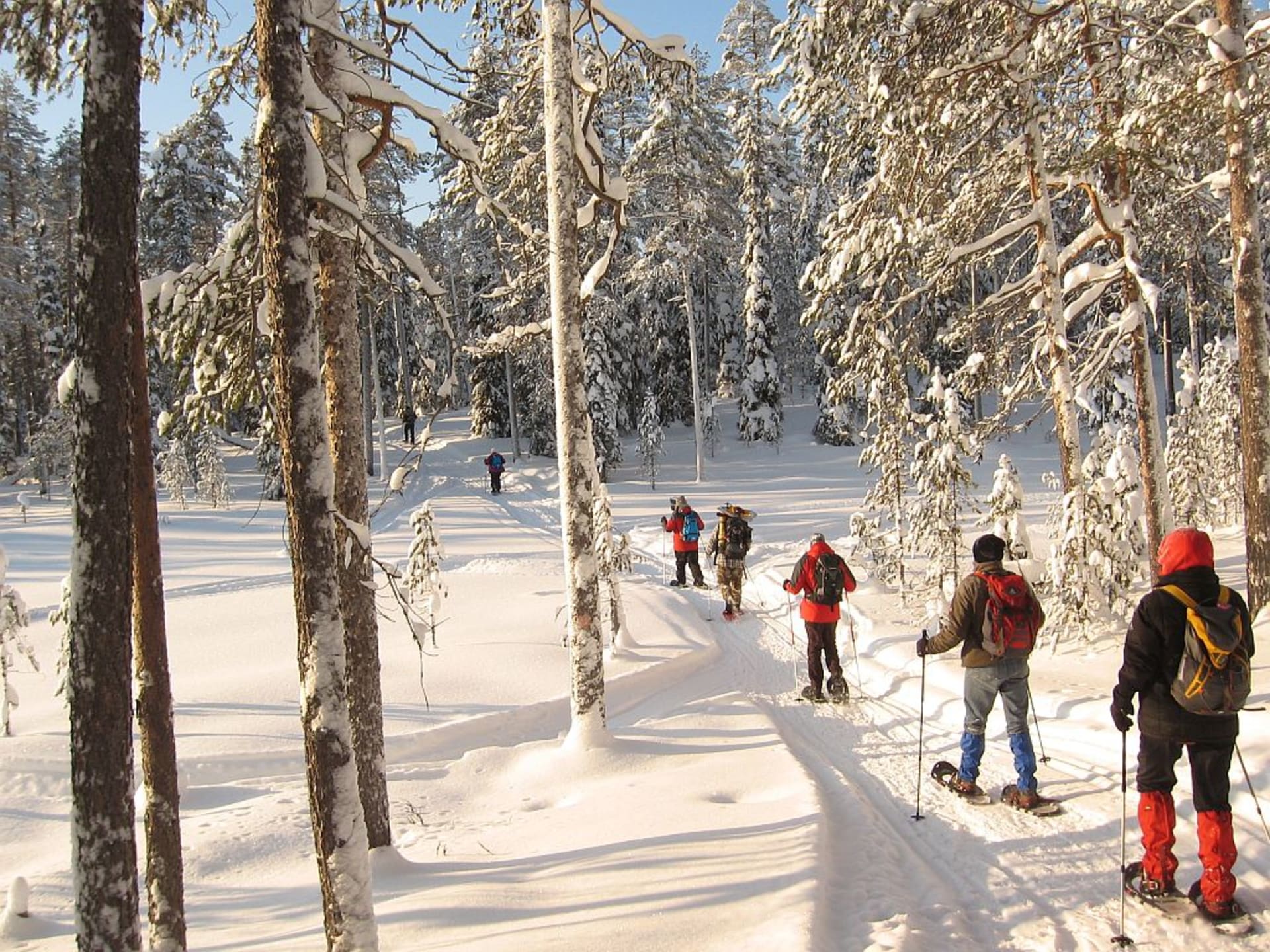 A queue of snowshoers in the forest on a sunny day