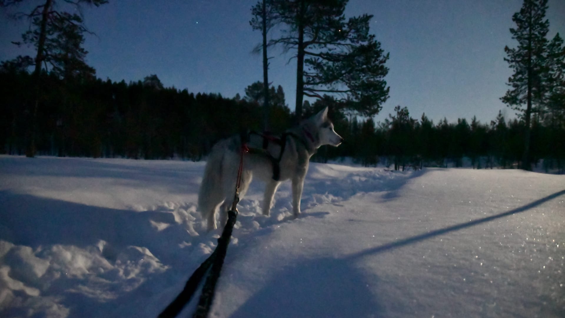 Winter time and northern lights hunting with Huskies